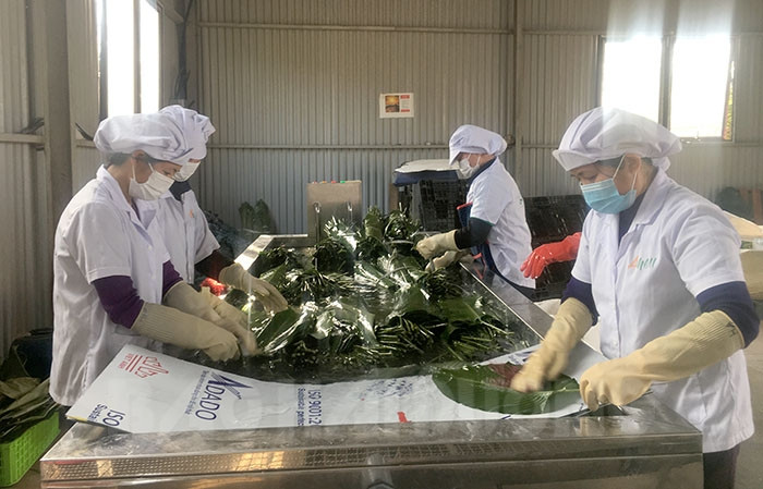 Exporting Arrowroot leaf and Banana leaf to Japan and Korea